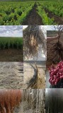 Producător butasi vita de vie și pomi fructiferi direct de la producător