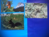 HOPCT LOT NR 448 VEVERITA/VEVERITE -FAUNA -3 CARTI POSTALE-CIRCULATE