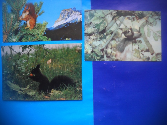 HOPCT LOT NR 448 VEVERITA/VEVERITE -FAUNA -3 CARTI POSTALE-CIRCULATE