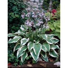 Hosta Antioch, 1 buc, planta la ghiveci 10 cm