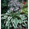 Hosta Antioch, 1 buc, planta la ghiveci 10 cm