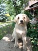 Puiuti Labrador Masivi Femele Masculi Deparazitati Pui Canini Rasa Pura