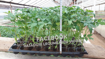 Vand rasaduri legume : Rasad de rosii / tomate castraveti ardei vinete foto