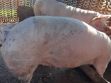 V&acirc;nd porci