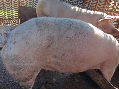 V&amp;acirc;nd porci foto