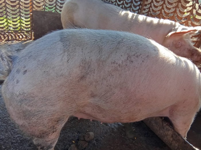 V&acirc;nd porci