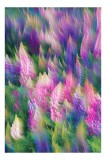 Tablou Canvas, "Dansul magic al florilor colorate", Pictural, Colorat, Dinamic, Floral, Visator, Vivid, Estival, Eteric, Vibrant, Pasional, 26 x 39 cm