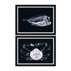 Tablou 2 piese Framed Art X Ray Ocean Species foto