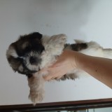 Shih tuz pui