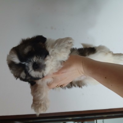 Shih tuz pui foto