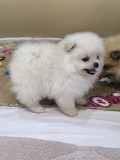 pomeranian boo