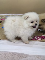 Pomeranian 2 baieti si o fetita disponibili