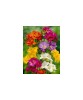 Freesia, Floare Dubla Mix, Multicolor, 8/9, 1 Bulb, Oem