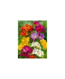Freesia, Floare Dubla Mix, Multicolor, 8/9, 1 Bulb, Oem