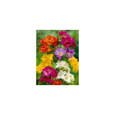 Freesia, Floare Dubla Mix, Multicolor, 8/9, 1 Bulb