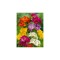Freesia, Floare Dubla Mix, Multicolor, 8/9, 1 Bulb