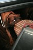 Mascul monta, Cane Corso campion. HD-A, ED-0.