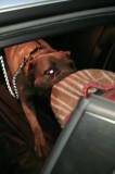 Mascul monta, Cane Corso campion. HD-A, ED-0.