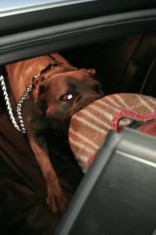 Mascul monta, Cane Corso campion. HD-A, ED-0.