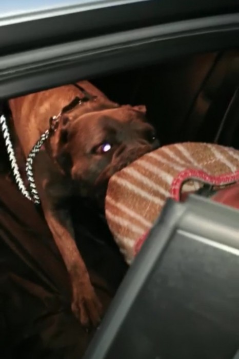 Mascul monta, Cane Corso campion. HD-A, ED-0.