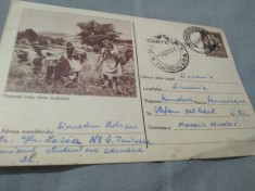 CARTE POSTALA PIONERELE CULEG PLANTE MEDICINALE CIRCULATA foto