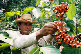 Guarana (paullinia cupana) 3 seminte mari in pachet pentru semanat