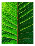 Tablou Canvas, "Venatura simetrică a frunzei verzi", Verdant, Vascular, Symmetry, Contrast, Pattern, Nature, Detail, 26 x 39 cm, CMCLASS