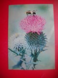 HOPCT 14989 FLORI DE CRAPUSNIC -CIRSIUM IANCEOLATUM -IP -CARTE POSTALA -NECIRCULATA