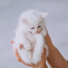 Angora Turceasca foto
