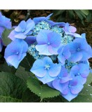 Blo.Hortensia Blaumeise/Blue Sky 28, Oem