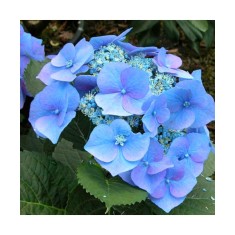 Blo.Hortensia Blaumeise/Blue Sky 28