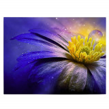 Tablou canvas floare anemona fantezie galben si violet 1087 Tablou canvas pe panza CU RAMA 40x60 cm