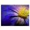 Tablou canvas floare anemona fantezie galben si violet 1087 Tablou canvas pe panza CU RAMA 60x80 cm