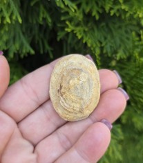 FOSILA DE STROMATOPOROID