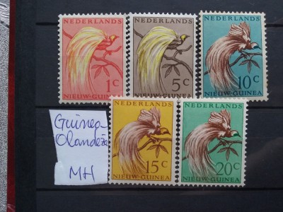 Guineea Olandeza-MH foto