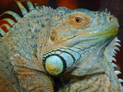 Tablou canvas Iguana 1, 60 x 40 cm foto