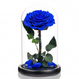 Cumpara ieftin Trandafir Criogenat albastru bonita &Oslash;9,5cm in cupola 12x25cm