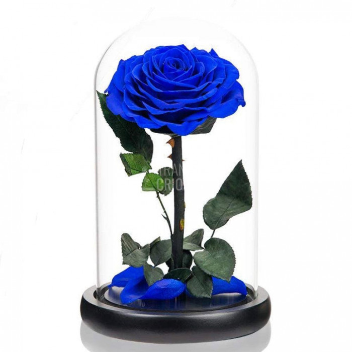 Trandafir Criogenat albastru bonita &Oslash;9,5cm in cupola 12x25cm