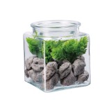 Cumpara ieftin Aranjament plante suculente si piatra IIII 10 x 10 x 13 cm