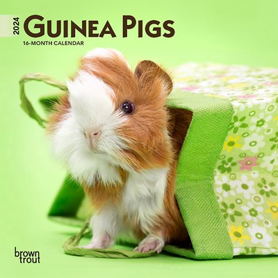 Guinea Pigs 2024 Mini 7x7 foto