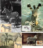 Fauna, Zebre, Maxime, Europa