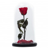 Cumpara ieftin Trandafir Criogenat rosu xl &Oslash;6,5cm in cupola 12x25cm