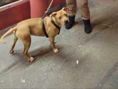 Femela Amstaff 6 luni foto