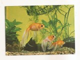 RF162 - Carte Postala - Acvariul Constanta. Carassius auratus, necirculata