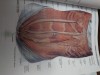 Sobotta - Az ember anatomiajanak atlasza - 2.kotet