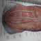 Sobotta - Az ember anatomiajanak atlasza - 2.kotet