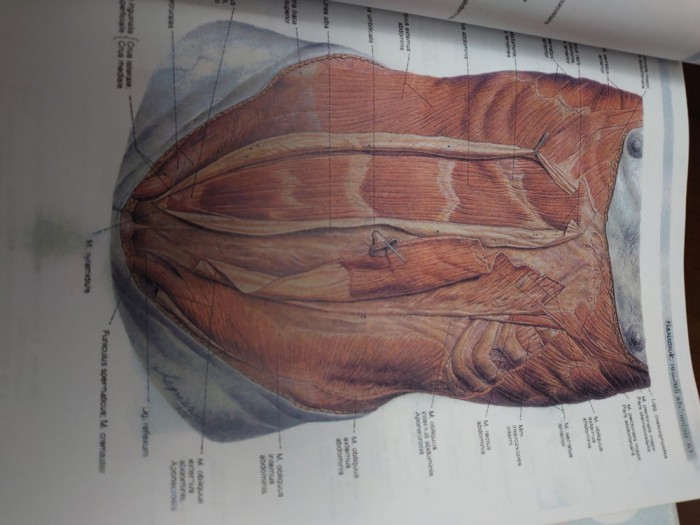 Sobotta - Az ember anatomiajanak atlasza - 2.kotet