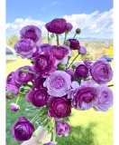 Piciorul Cocosului Ranunculus, Purple, Violet, 6/7, 1 Bulb, Oem