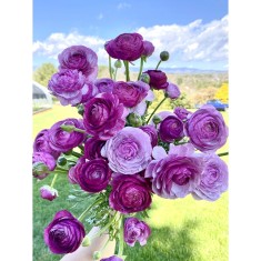 Piciorul Cocosului Ranunculus, Purple, Violet, 6/7, 1 Bulb