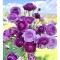 Piciorul Cocosului Ranunculus, Purple, Violet, 6/7, 1 Bulb